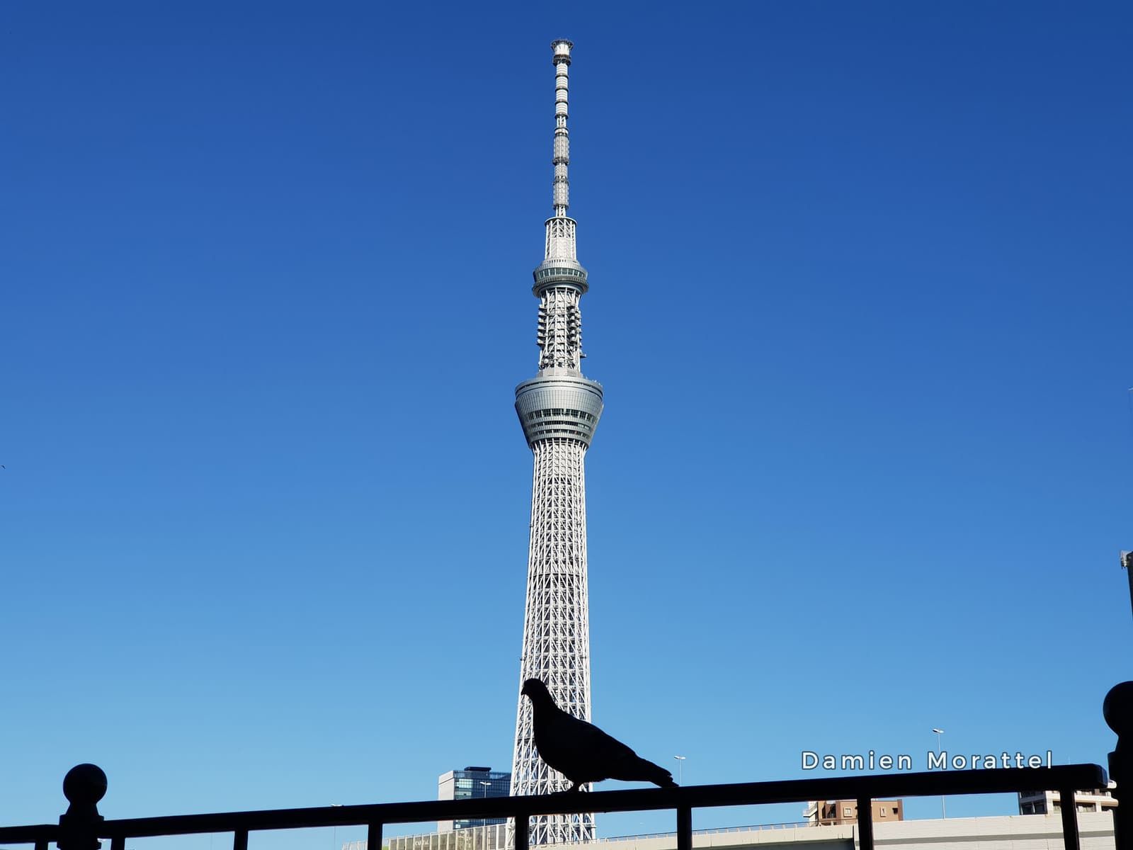 The Tokyo Skytree, a crow perched on a railing