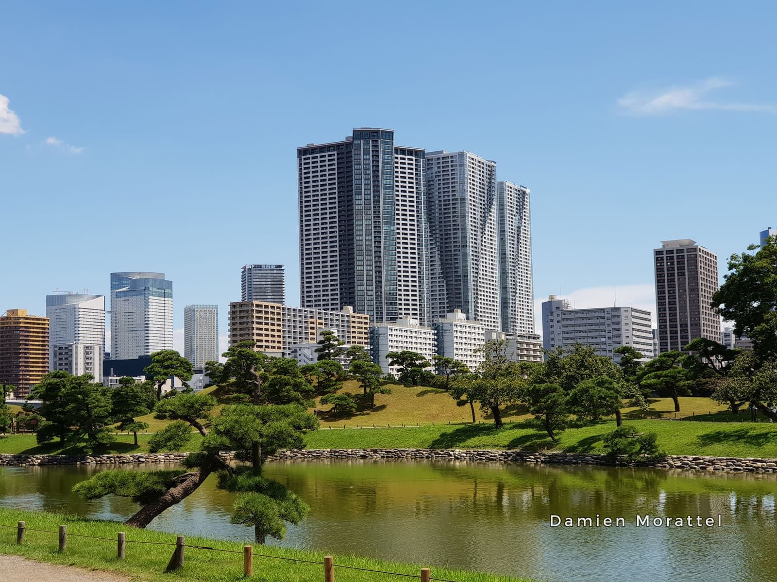 A Japanese garden pond in front of skyscrapers