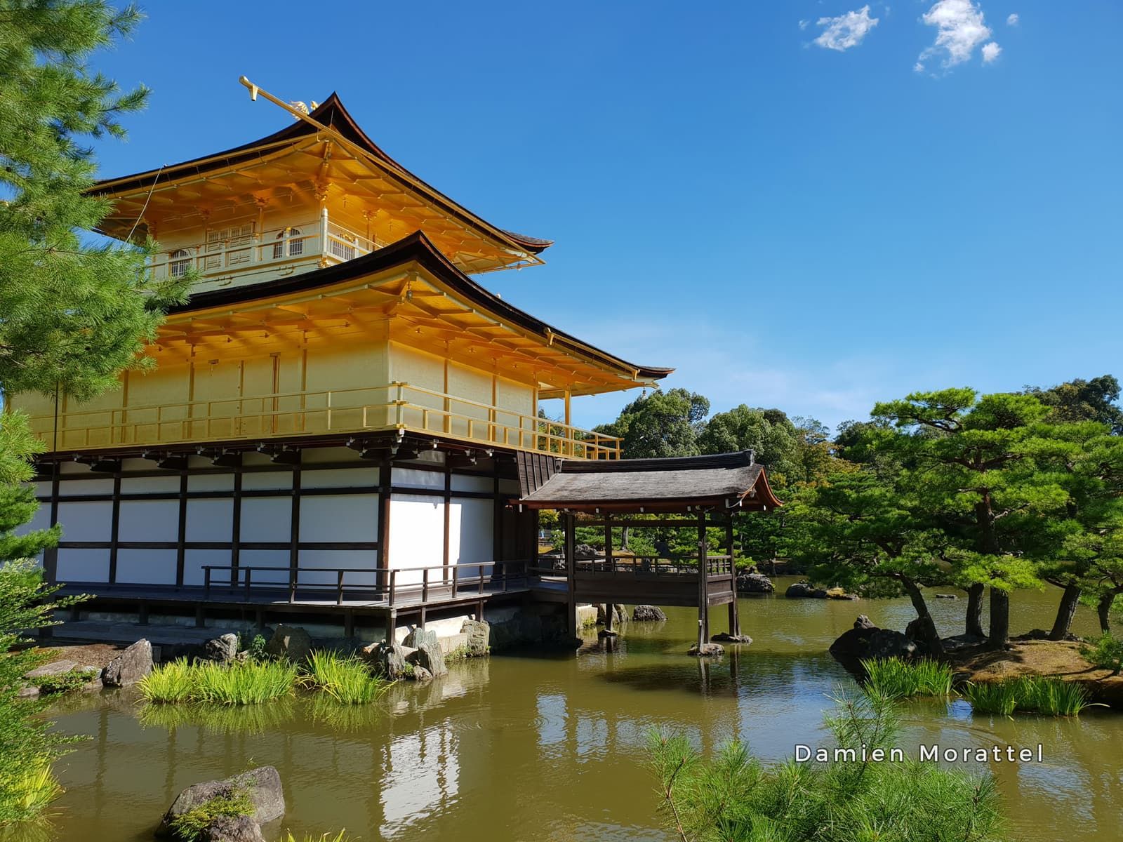 The Golden Pavilion between the pines
