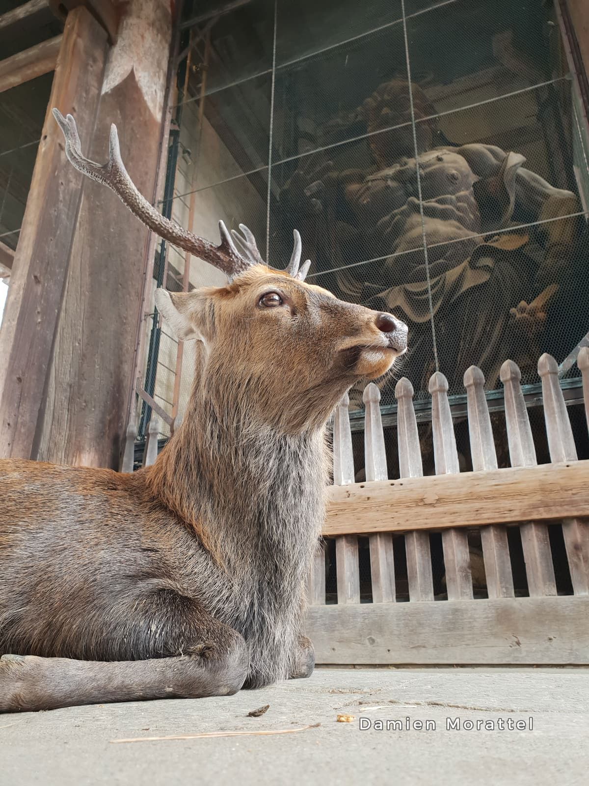A deer